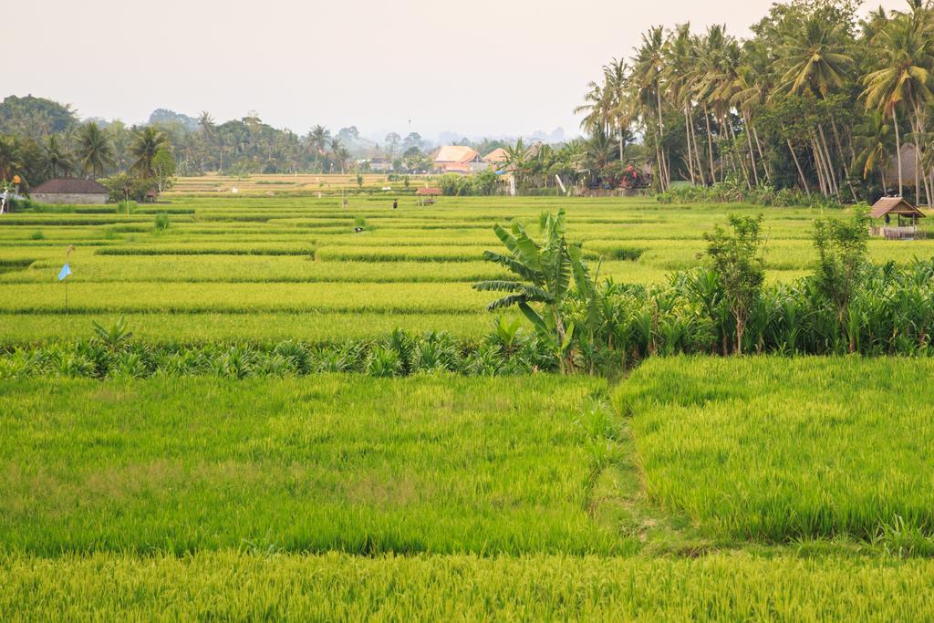 Villa New Moon Ubud Esterno foto